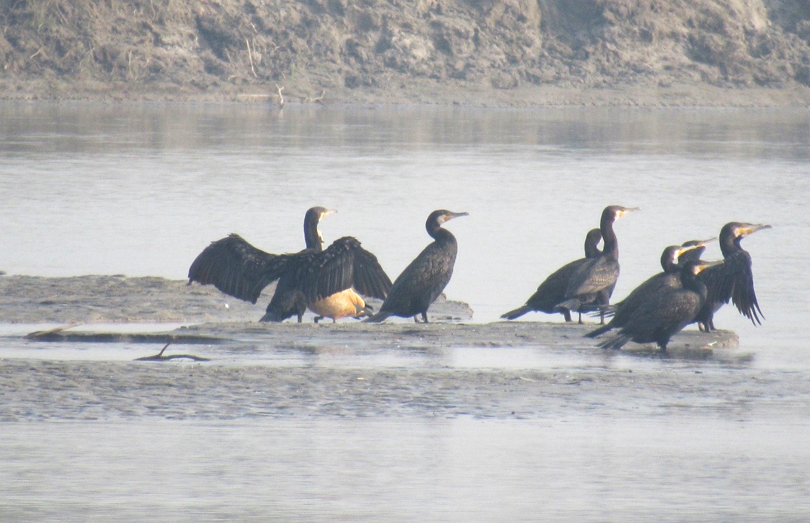 कोशीटप्पुमा किन घट्यो चराको सङ्ख्या ?